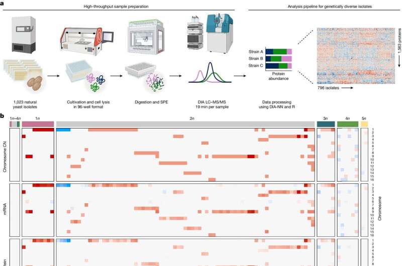 How yeasts manage to compensate for the genetic imbalance of extra chromosomes