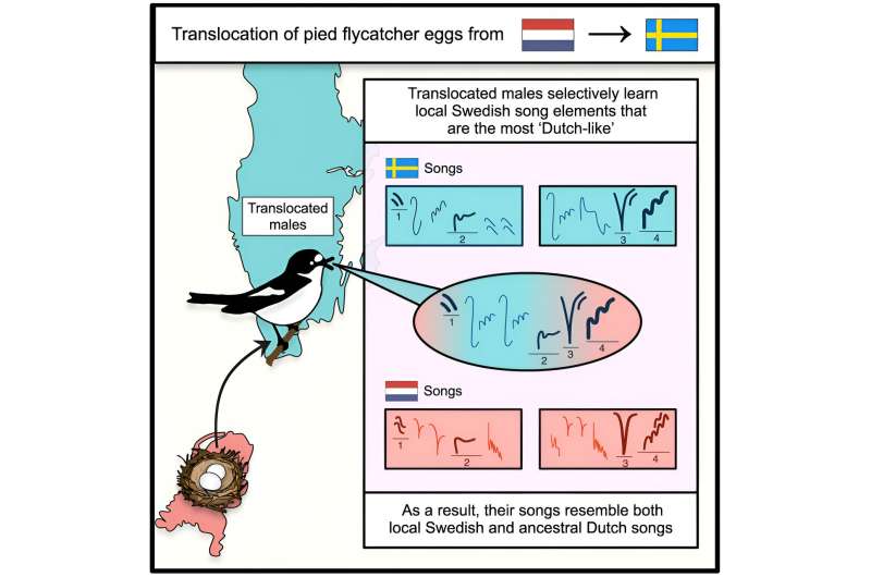 The study reveals that wild birds possess genetic predispositions to learn population-specific songs